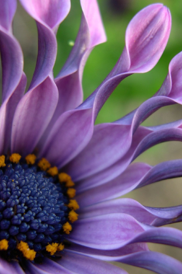 В саду красивые цветы венидиум