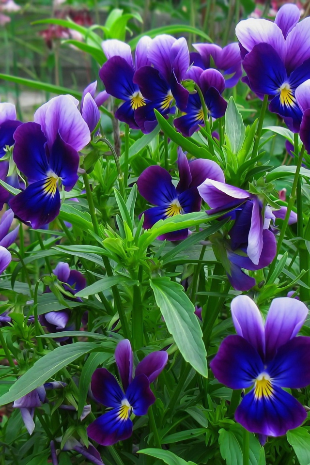 В лесу весенние цветы анютины глазки