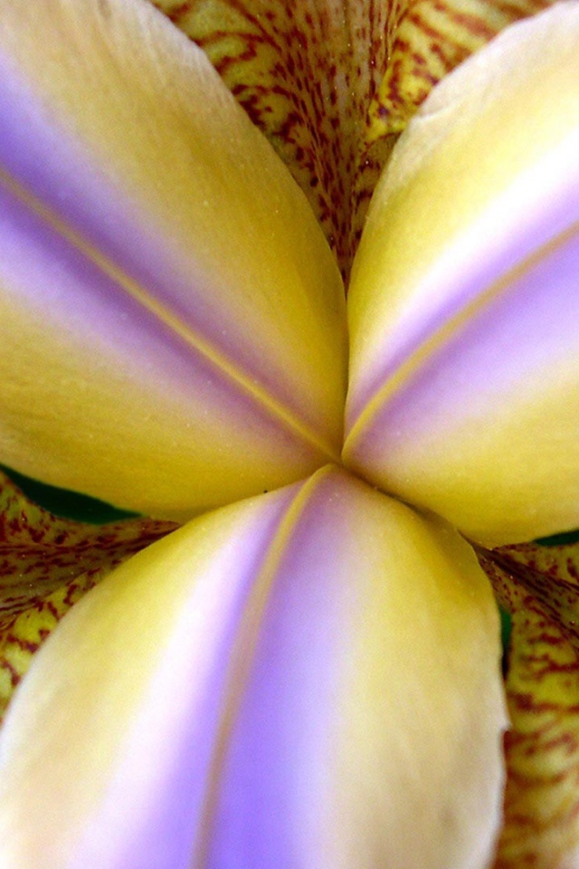 Внутри бутона ириса