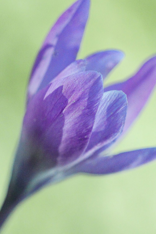 Интересный цветок