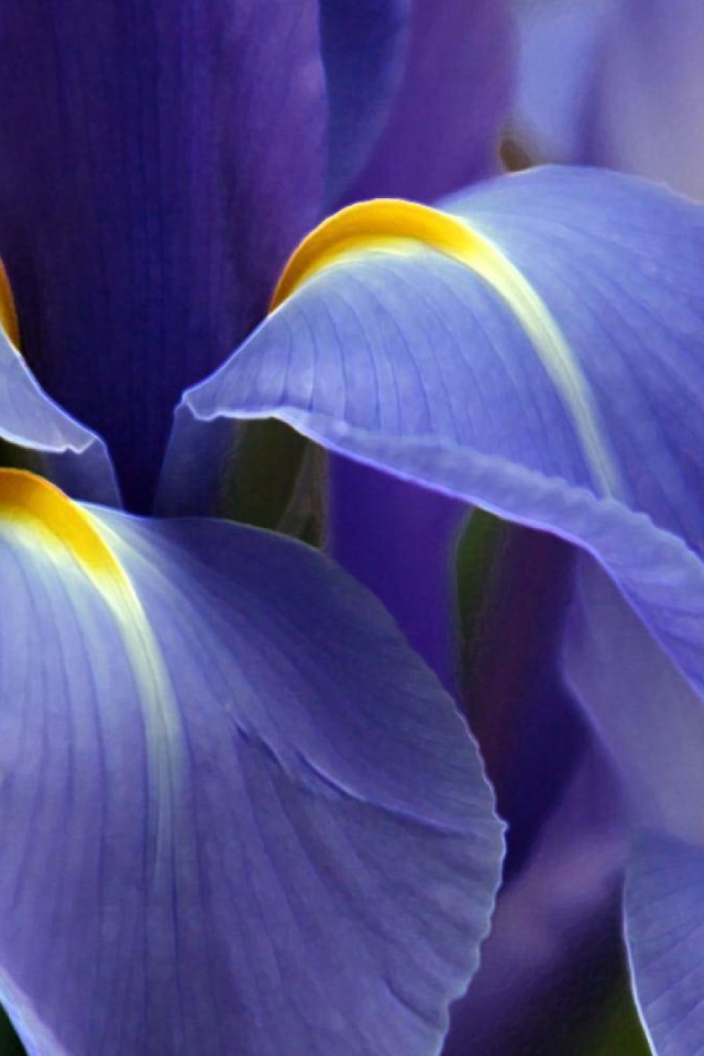 Цветок ириса вблизи