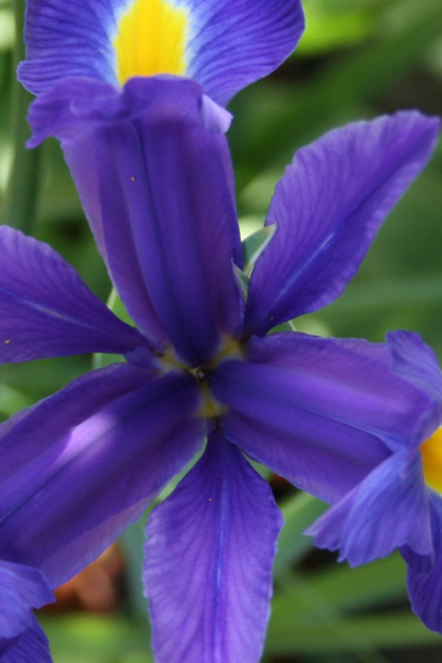 Цветок ириса во всей красе