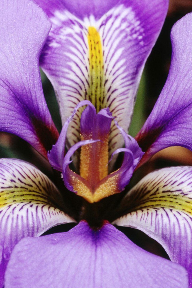 Лепестки цветка ириса