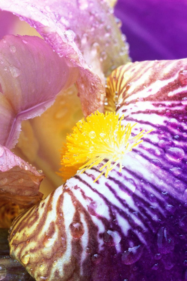 Ирис в лучах солнца