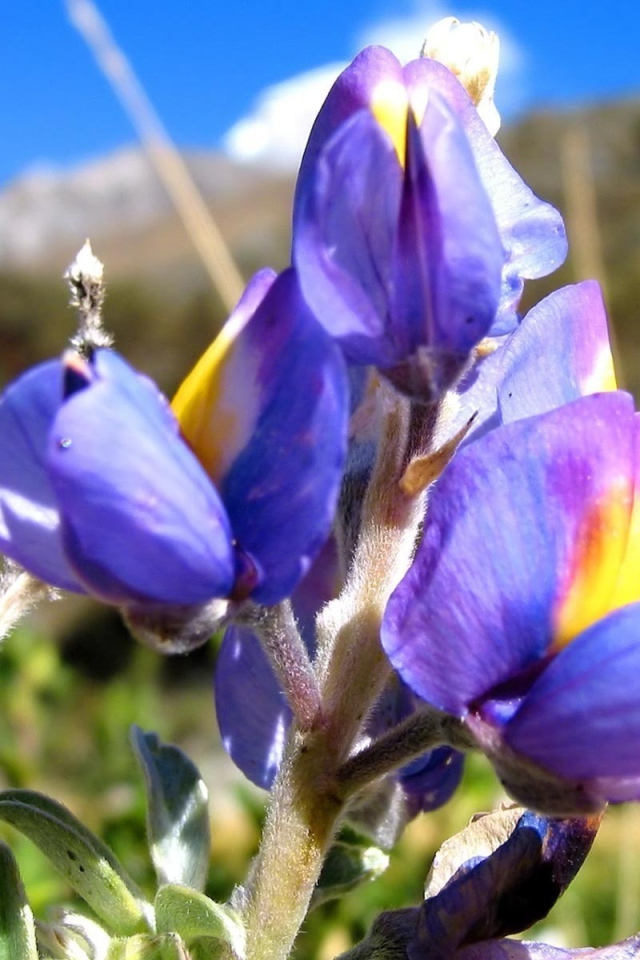 Ирисы на фоне скалы