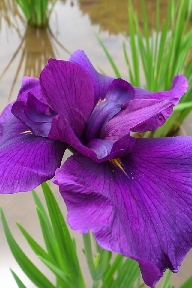 Ирис над водой