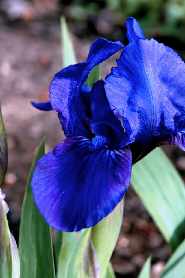 Ирисы в саду