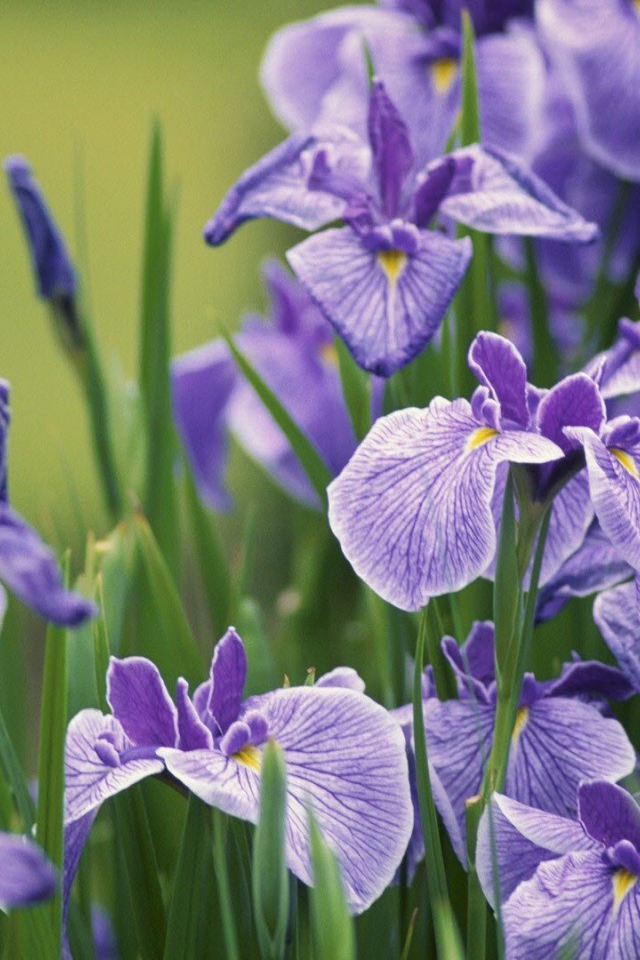 Цветок ирис касатик. Ирис бутон. Ирис сибирский мисс эппл. Ирис бородатый амстердам. Синие ирисы.