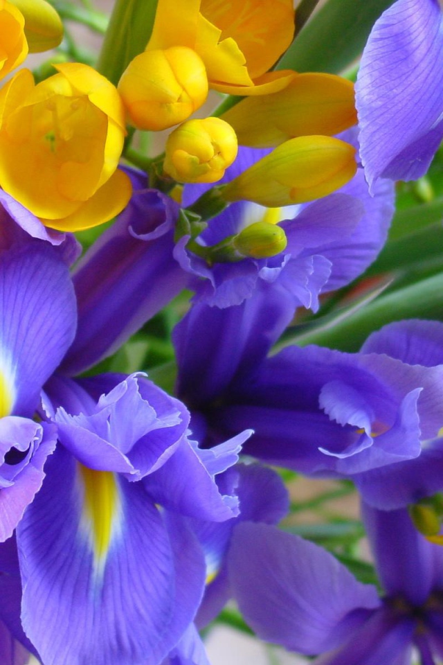 Ирисы среди желтых цветов