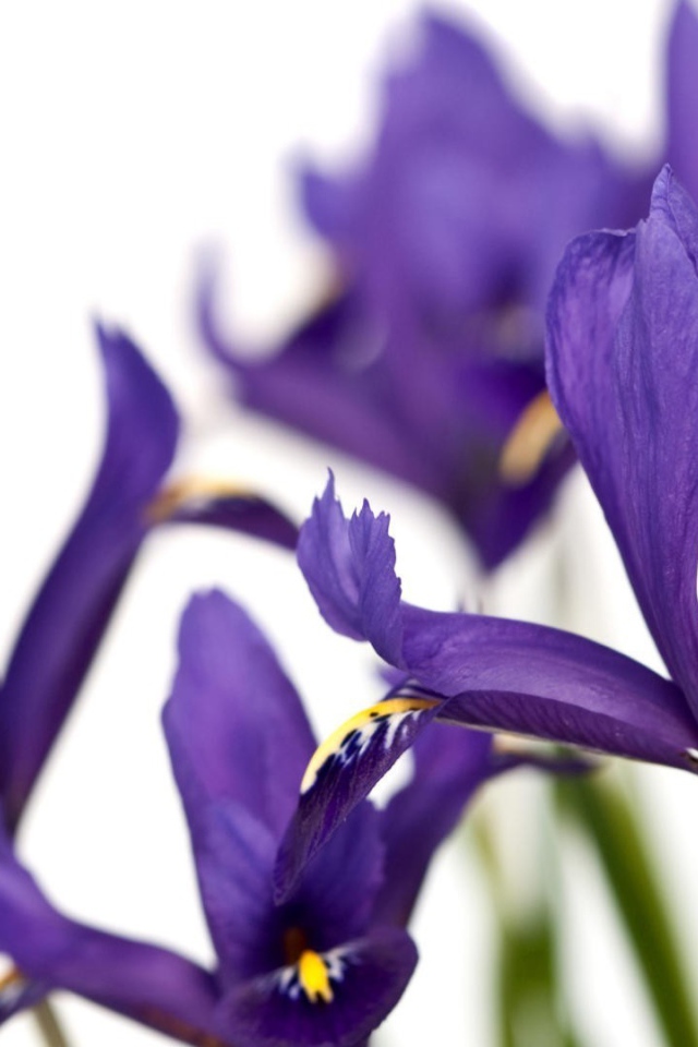 Ирисы на белом фоне