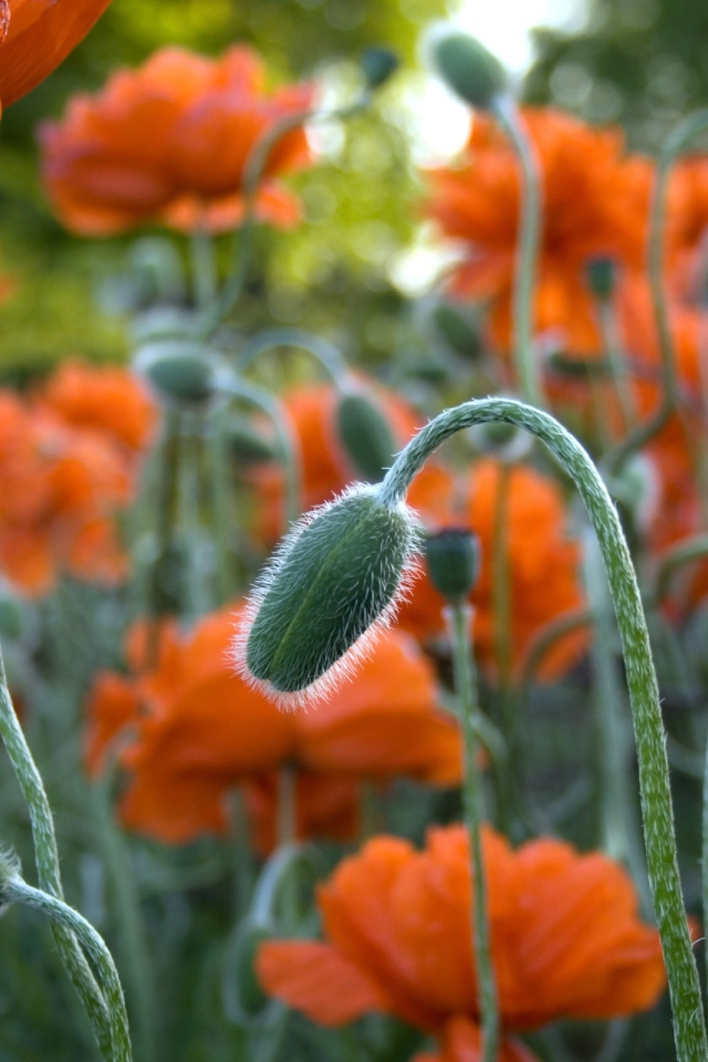 Цветы в Джексон парке