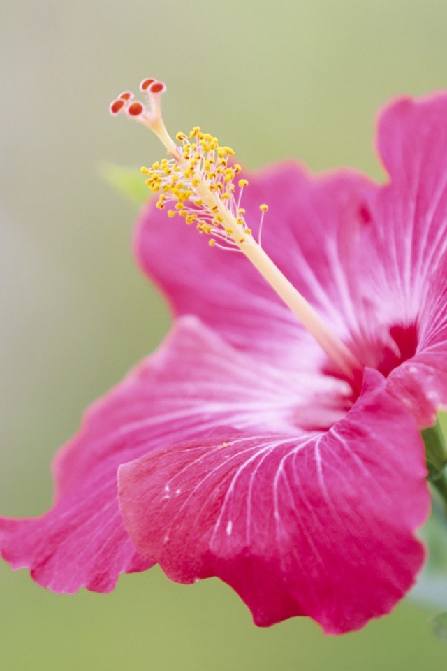 Японский хибискус