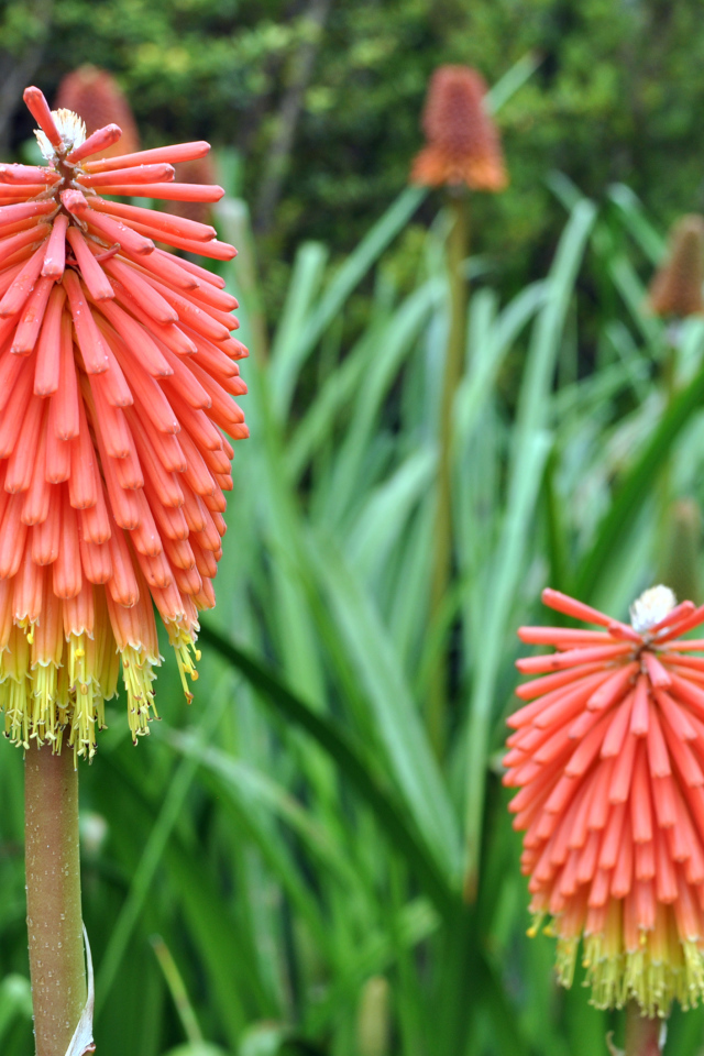 Садовые цветы кникофия на дачном участке