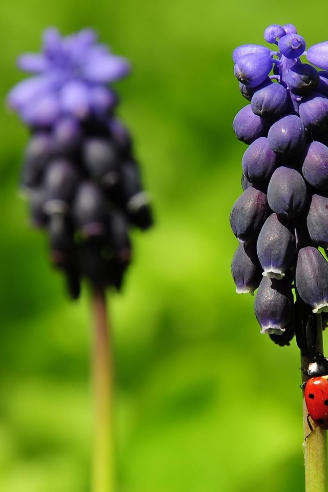 Божья коровка на прелестных цветах гиацинт