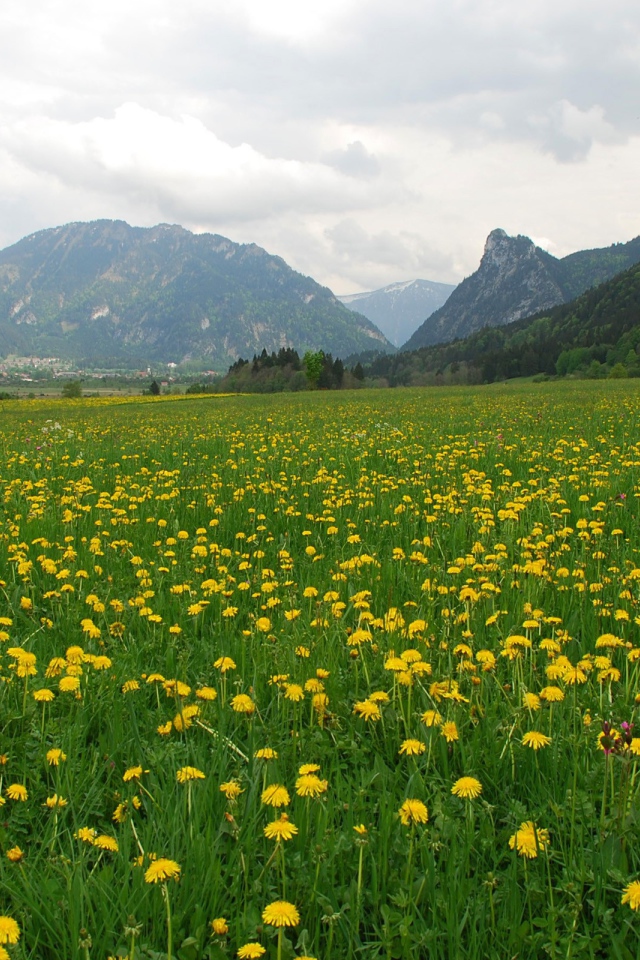 Большое поле одуванчиков