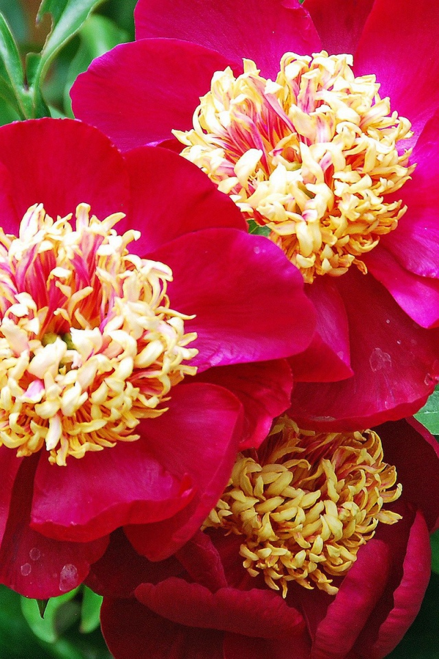 Большие цветы с красными лепестками