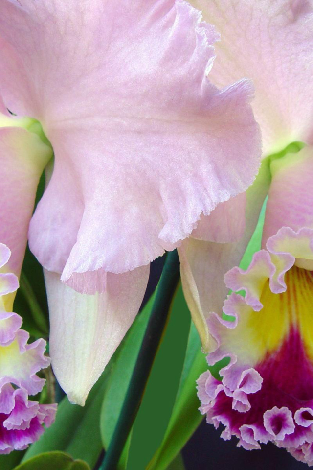 Нежно розовый ирис