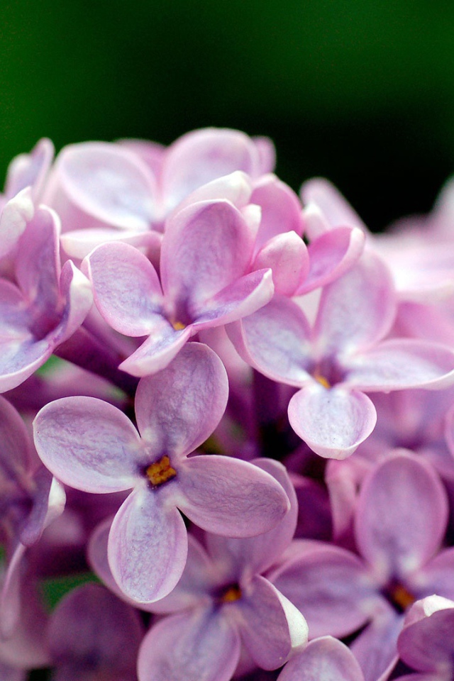 Цветы сирени