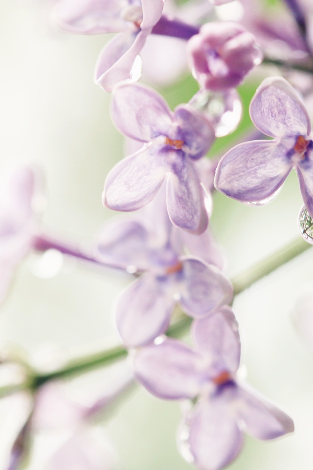 Лиловые цветы