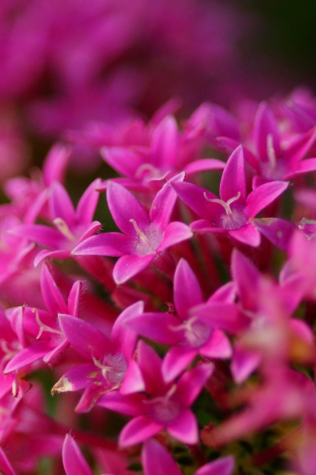 Цветы сирени