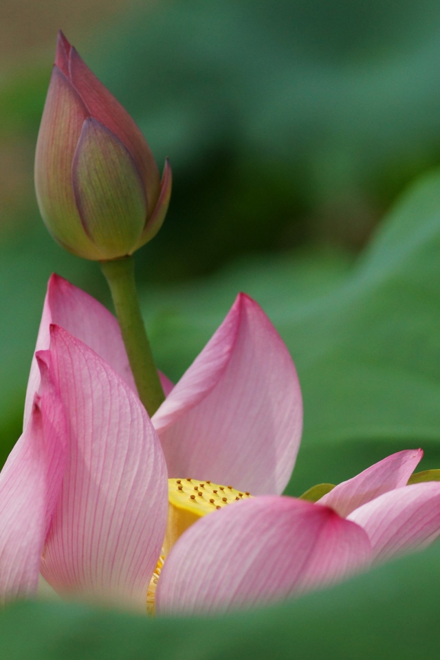 Бутон лилии