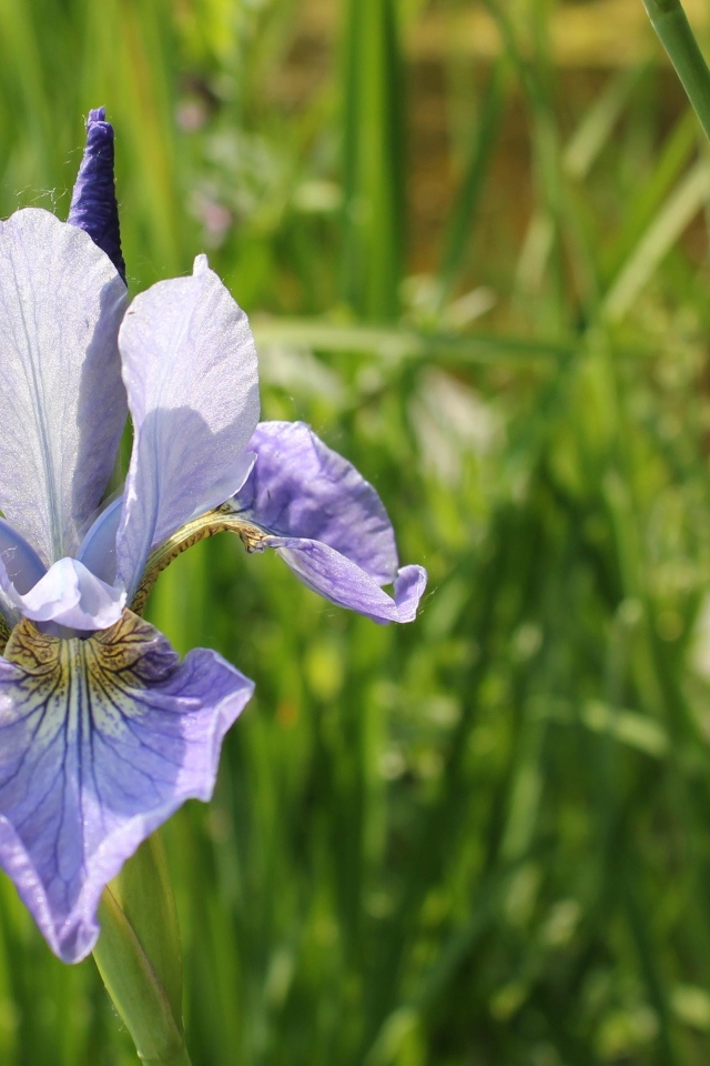 Одинокий цветок ирис