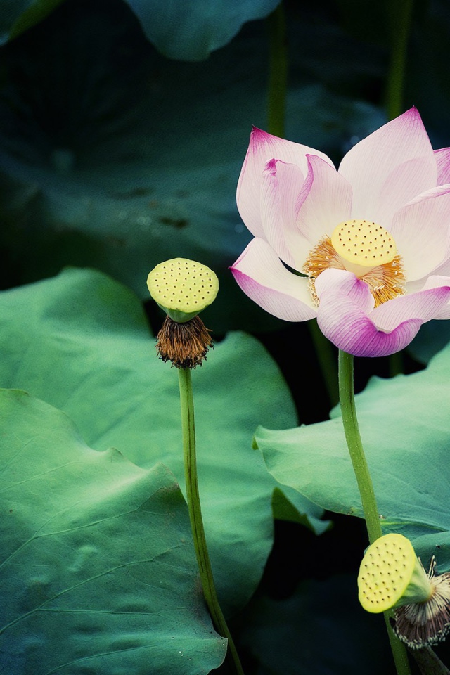 Цветок лотоса