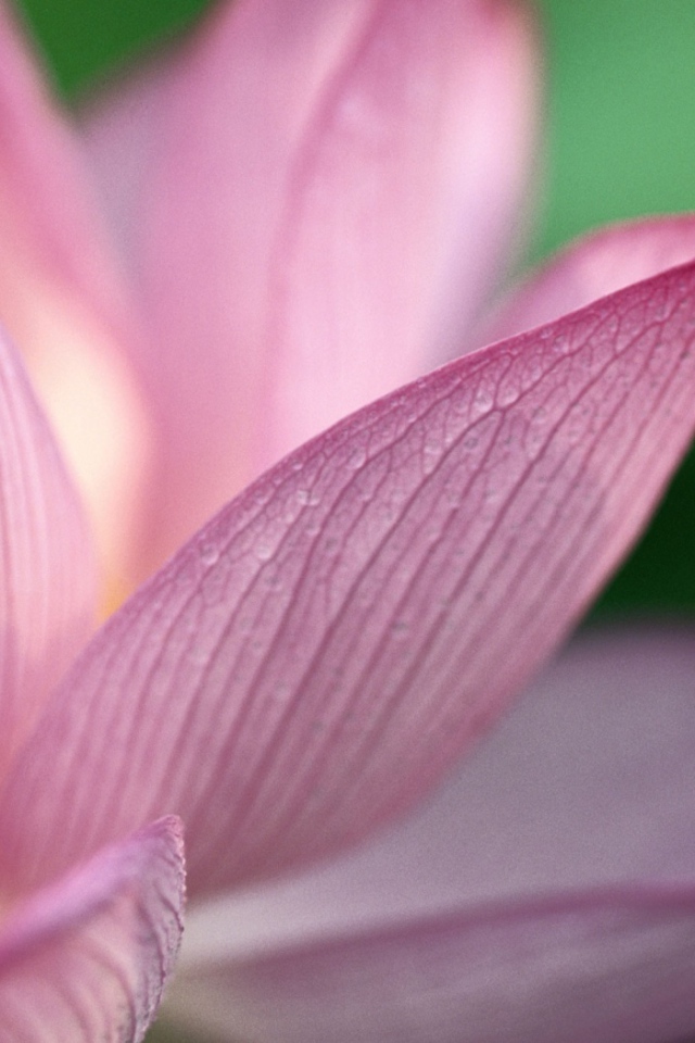 Фото лотоса