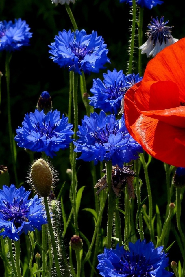 Мак с васильками на поляне