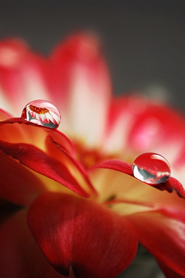 Роса вблизи