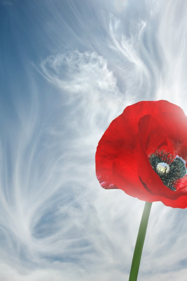 Мак на фоне облаков