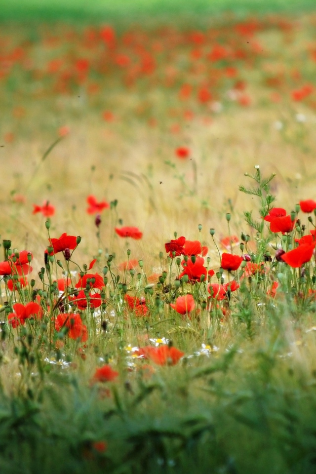 Много красного мака в поле