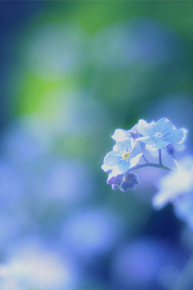 Цветы незабудки на поляне