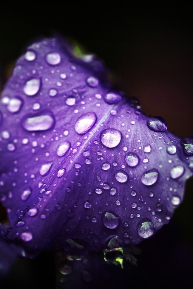 Влага на лепестках ириса