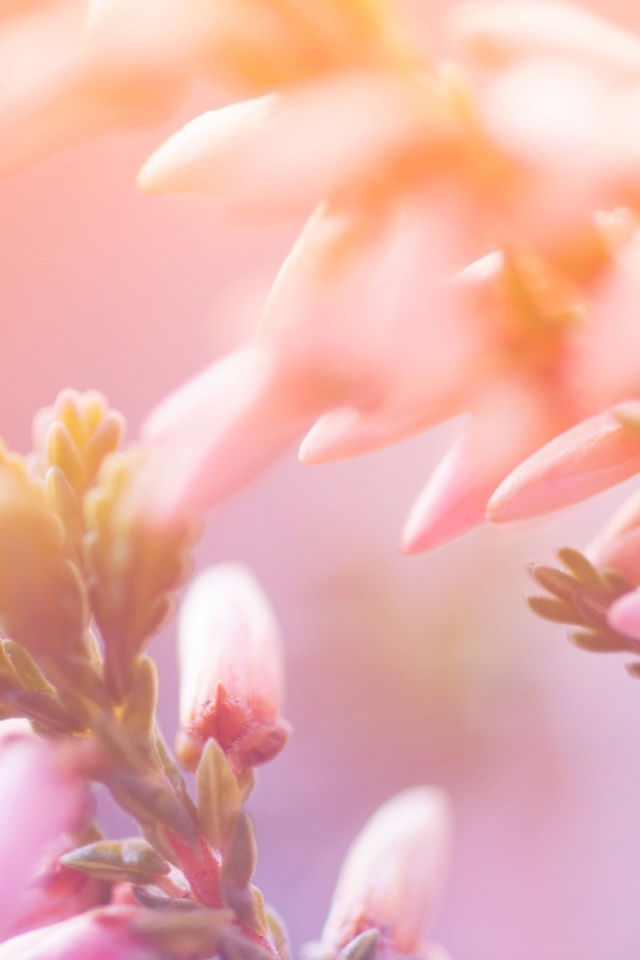 Утренние цветы