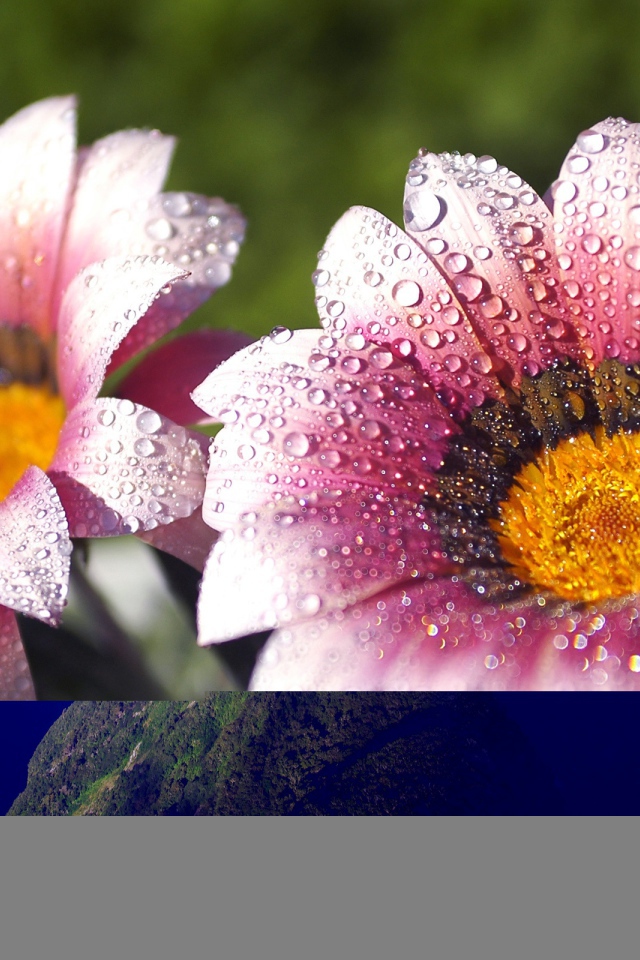 Утренняя влага