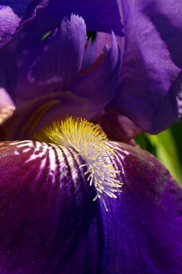 Утренний цветок ирис