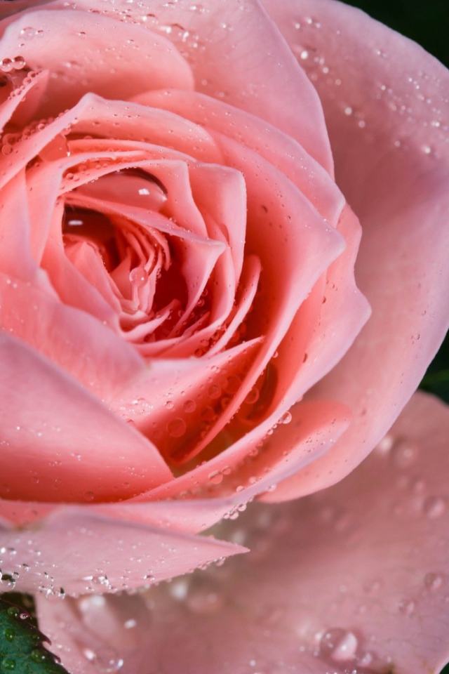 Cамая нежная роза