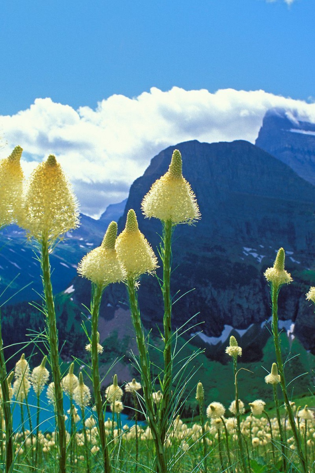 Горные цветы метелки