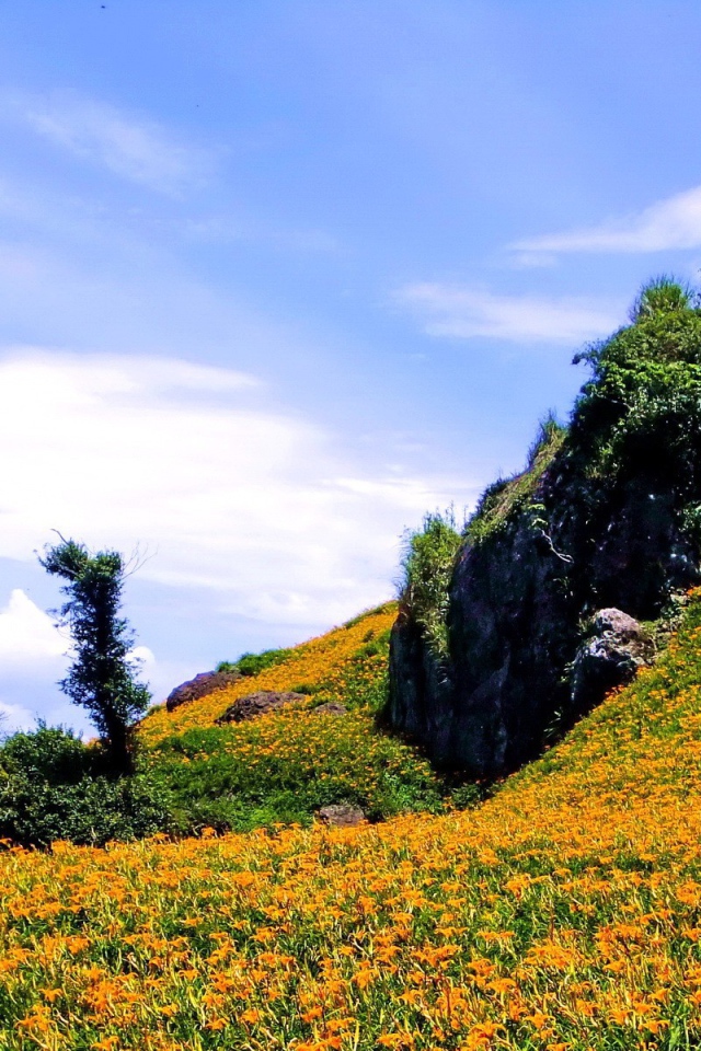 Гора в оранжевых цветах