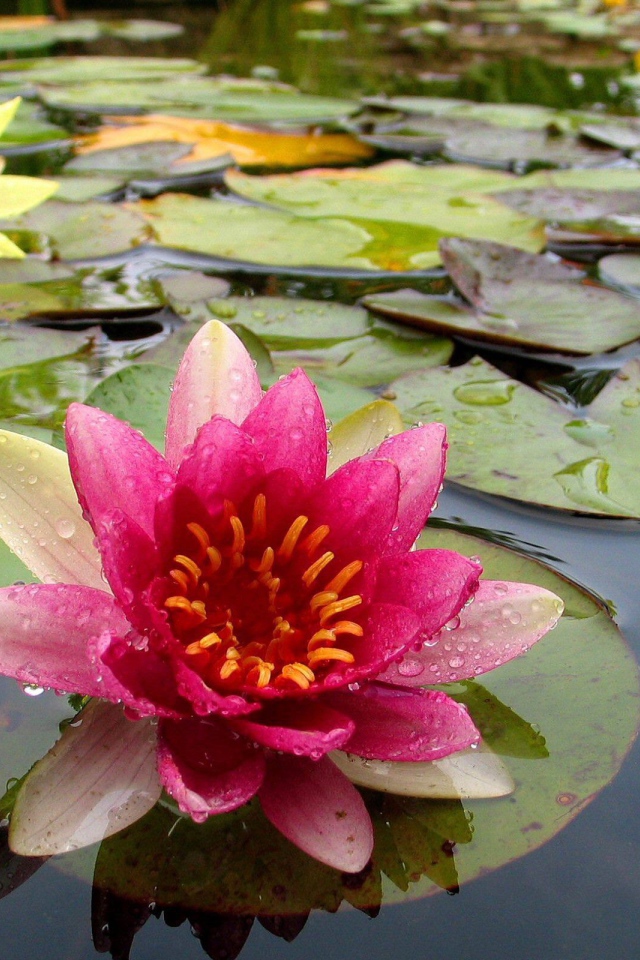 Разноцветные лилии