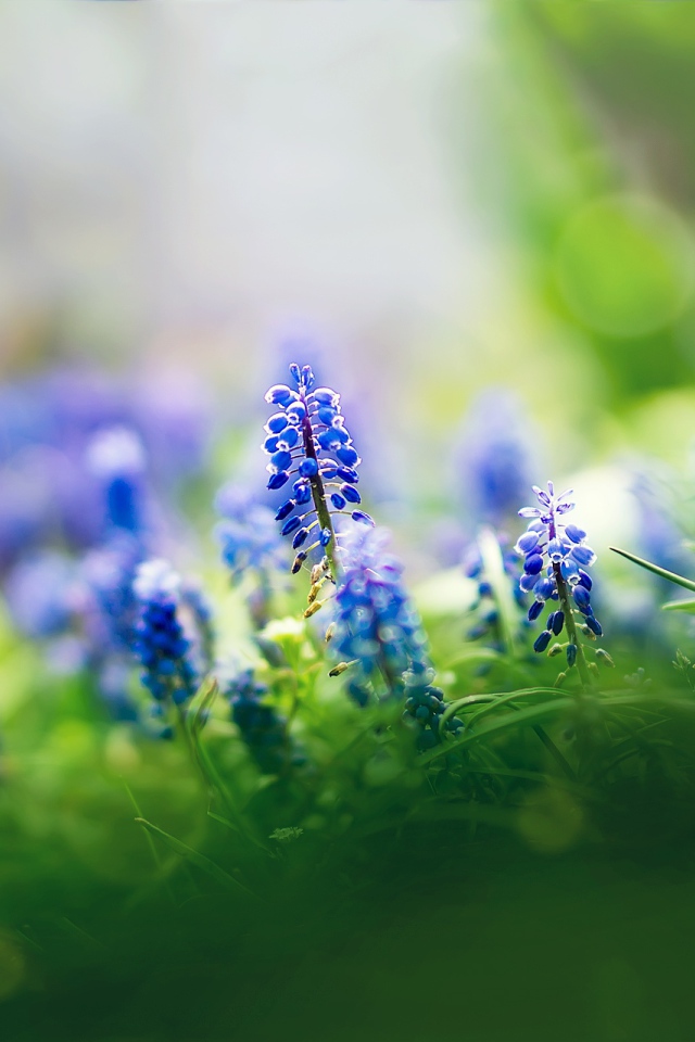 Цветы мускари