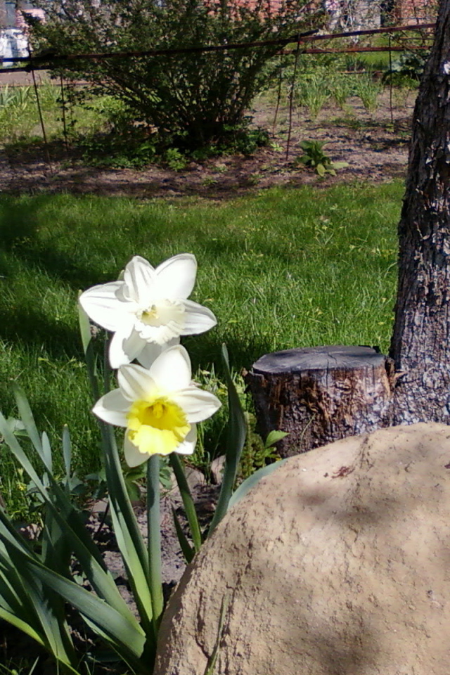 Красивое растение нектароскордум в саду