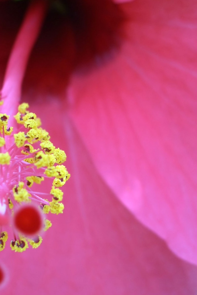 Хороший цветок