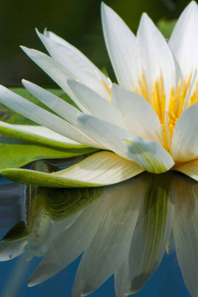 Нимфея красивый цветок на воде