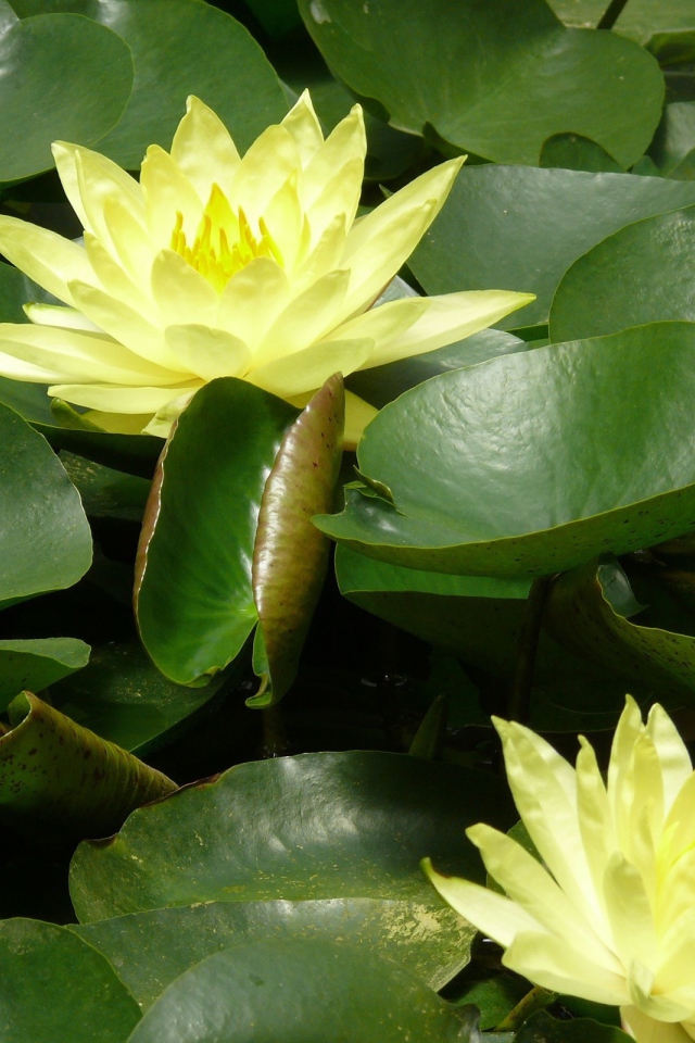 Красивые цветы нимфея в саду