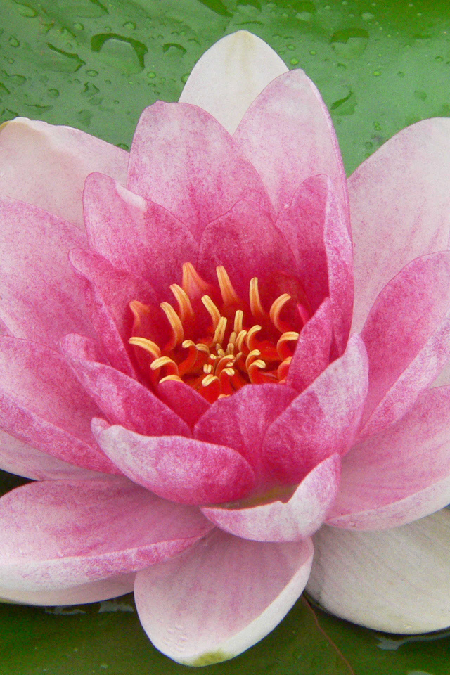 Нимфея цветок