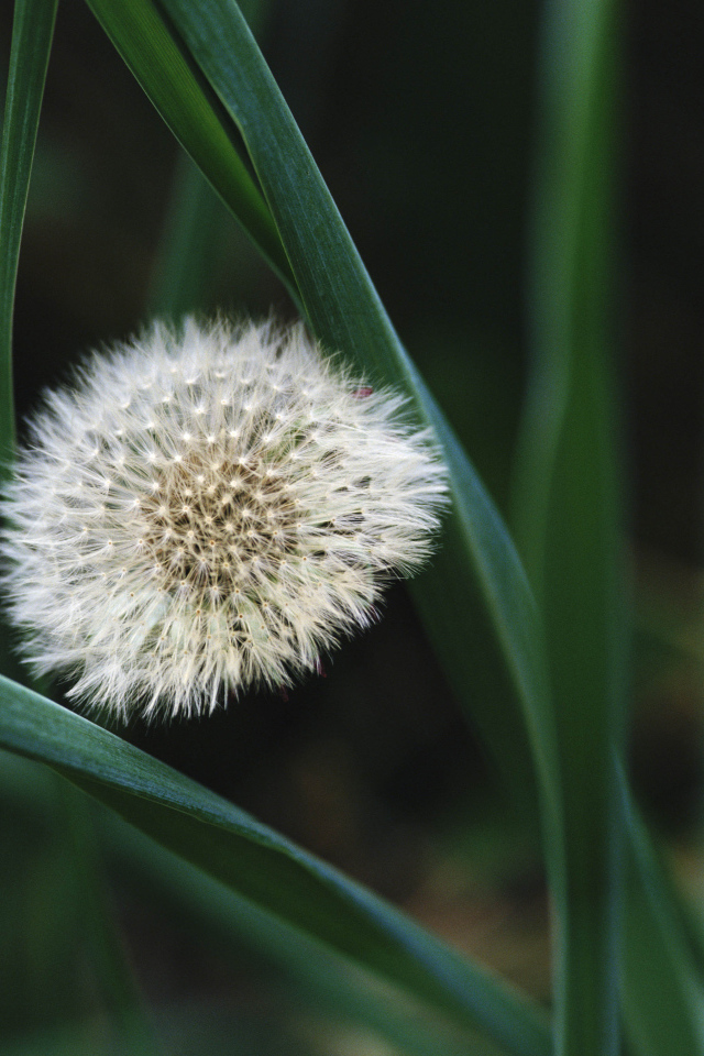 На поляне красивый козлобородник (большой одуванчик) 