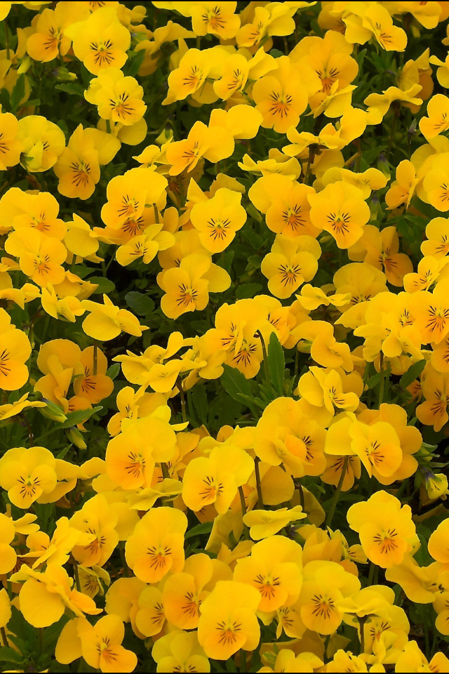 На большой поляне цветы анютины глазки