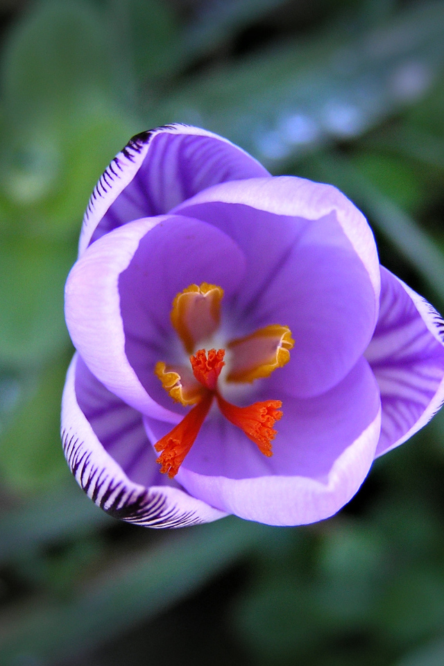 На поляне цветок шафран